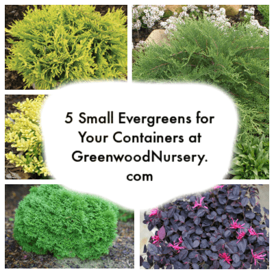 Best 5 Small Evergreens for Containers and Window Boxes