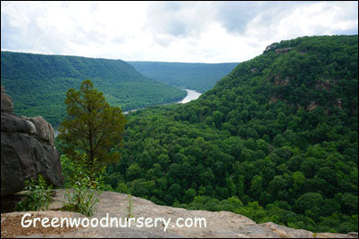 Hiking on the Cumberland Trail