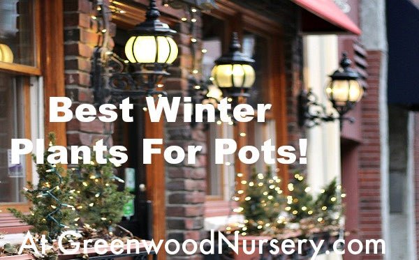 Best Winter Plants For Pots