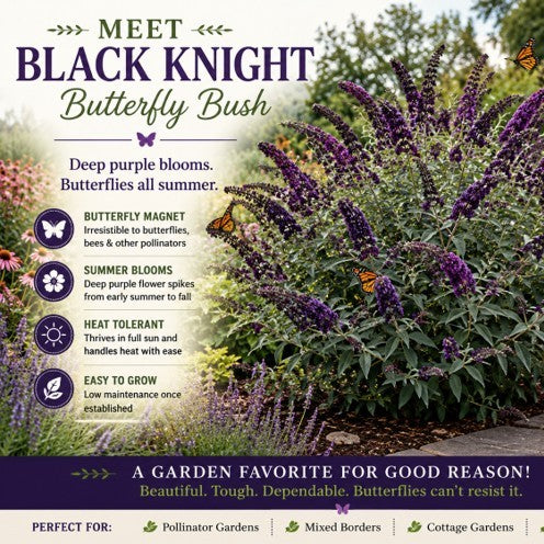 Meet Black Knight Butterfly Bush: A Pollinator Favorite with Deep Purple Blooms
