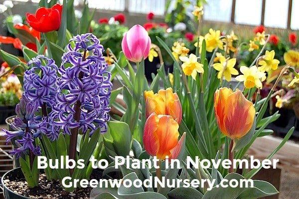 Bulbs to Plant in November