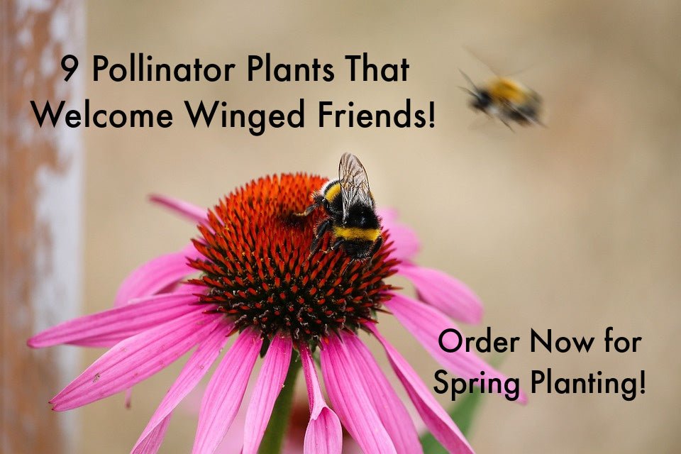 9 Best Pollinator Plants That Attract Insects, Butterflies & Hummingbirds