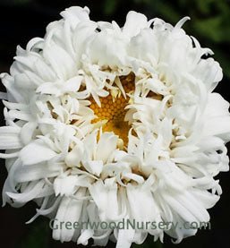 Cool Colored Perennials for Hot Dry Sunny Spots