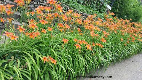 Planting Daylily Plants