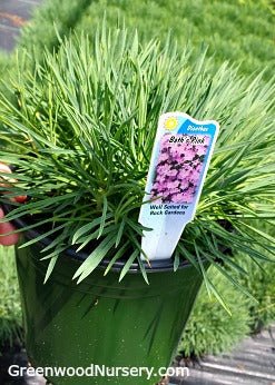 “Old Fashioned” plants appeal to modern tastes