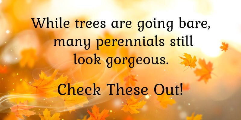 Late Perennial Garden Bloomers & Cozy Garden Ideas to Embrace November