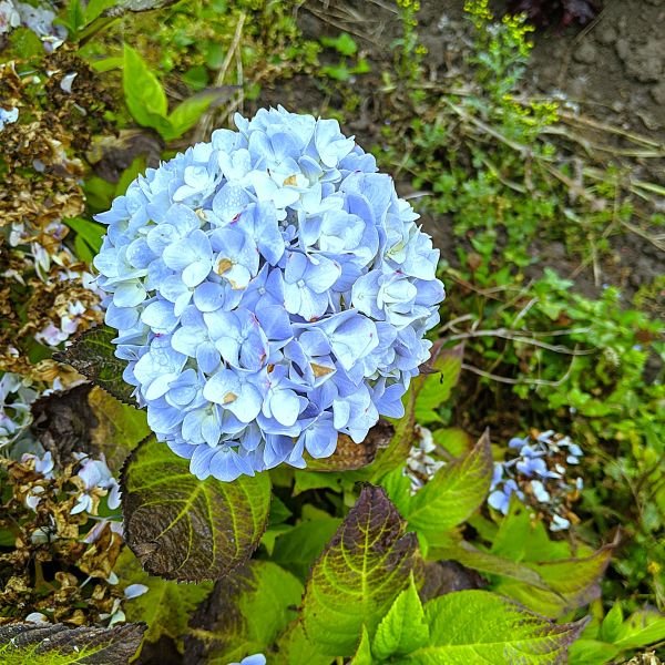 3 Simple Ways to Make your Gardening Easier