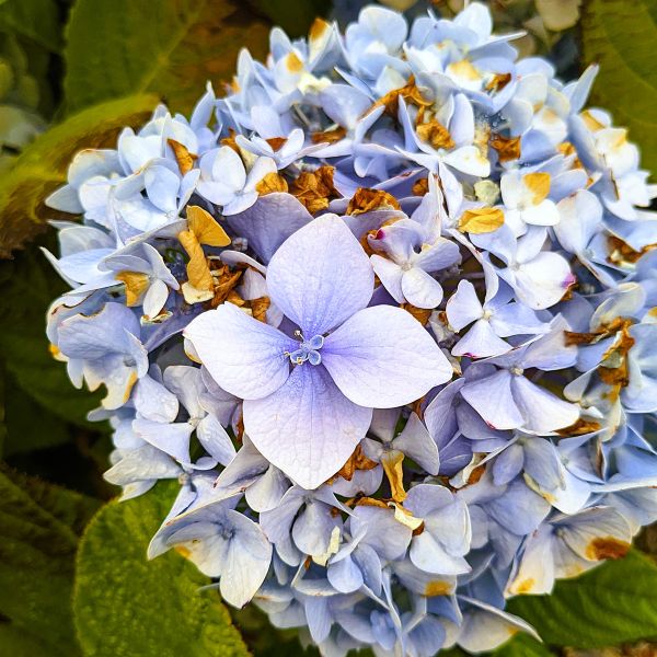 Frost and Freeze - What's The Difference and What Every Gardener Needs to Know