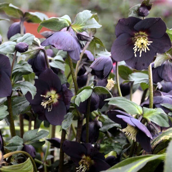 Greenwood Nursery Mail Order Nursery launches website redesign making it a snap to buy plants online