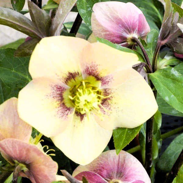 Everything you could want to know about Genetically Superior Black Walnut Trees