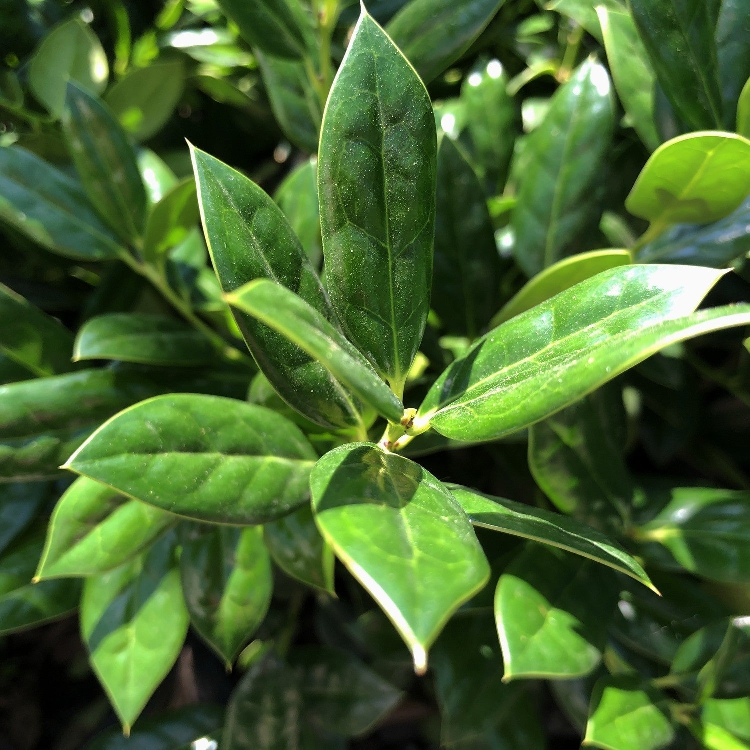 Evergreen planting brings year-round life to your garden