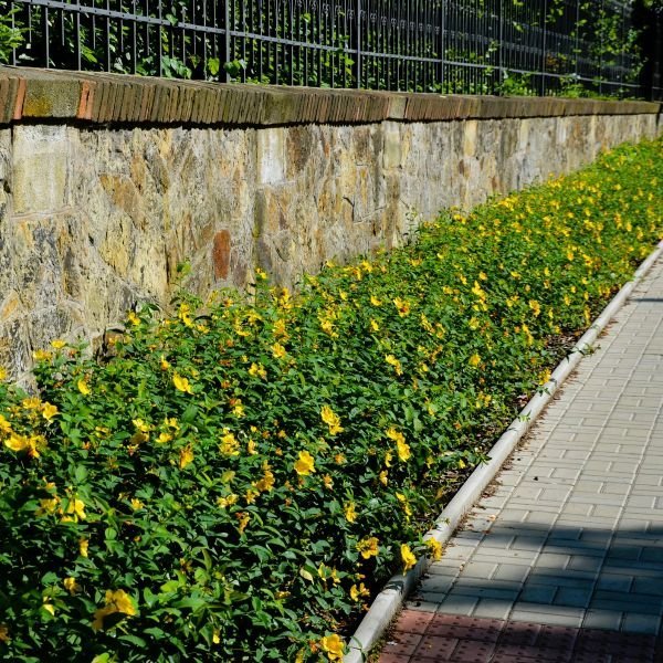 Ground Cover Basics for Erosion Control, Beautification, and Elegant Focal Points
