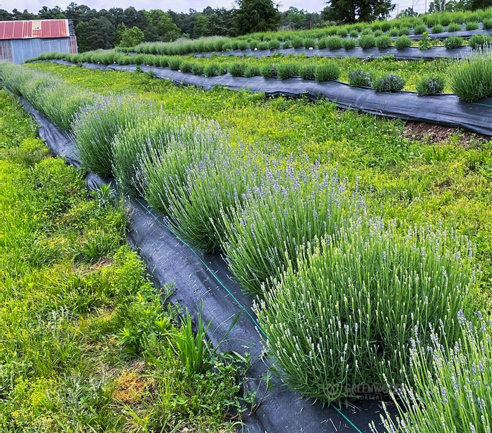 New Lavender Farmers Making Their Dream Come True!