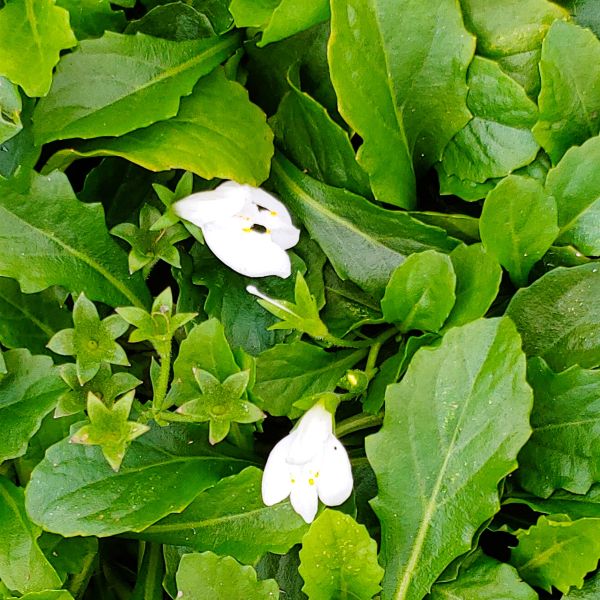 Dry Shade Planting Solutions