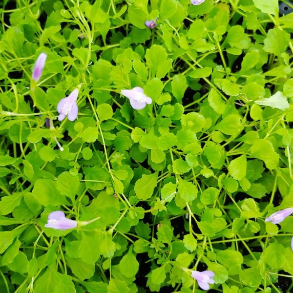 Most Profitable Trees for Timber and Nut Production