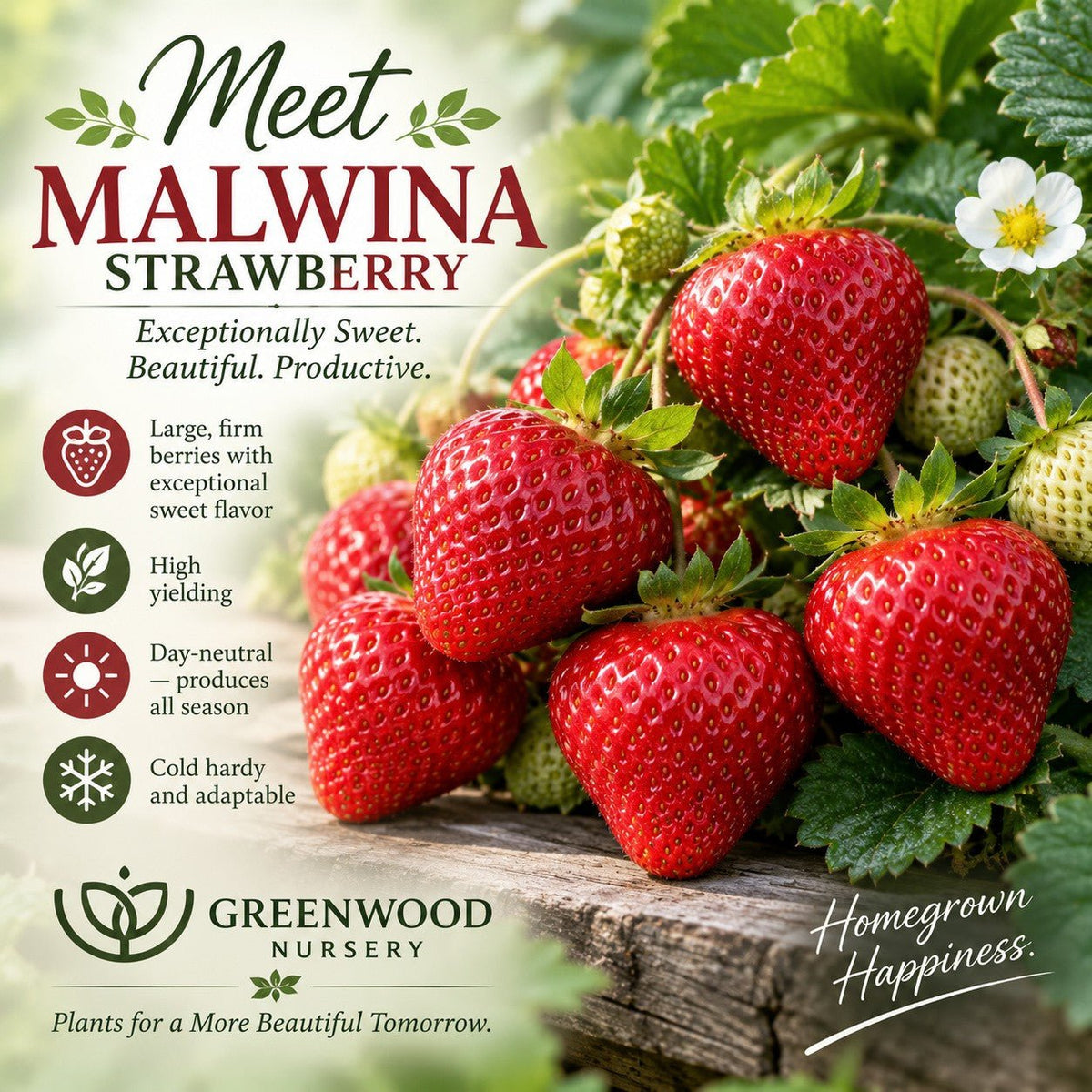 Close-up of ripe Malwina strawberries with green leaves and a white blossom on a wooden surface, alongside text highlighting the variety’s sweet flavor, high yields, all-season production, and Greenwood Nursery branding.”