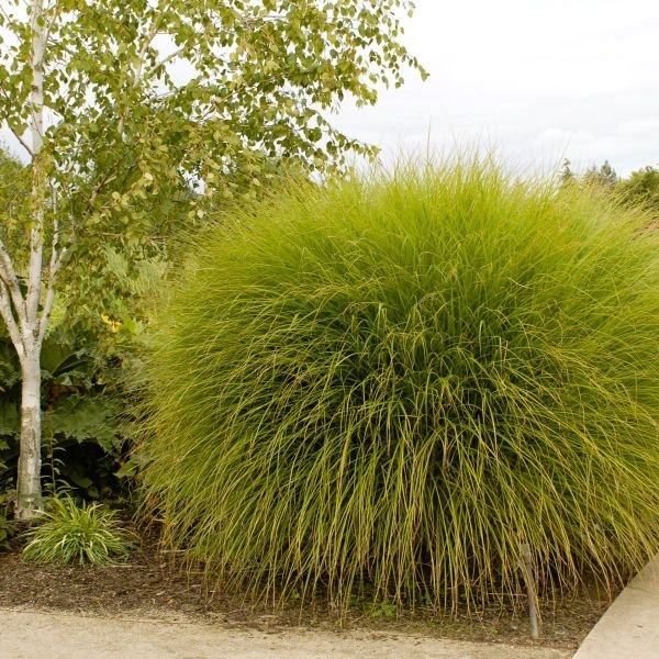 How to Decide Whether or Not to Mulch Your Plants