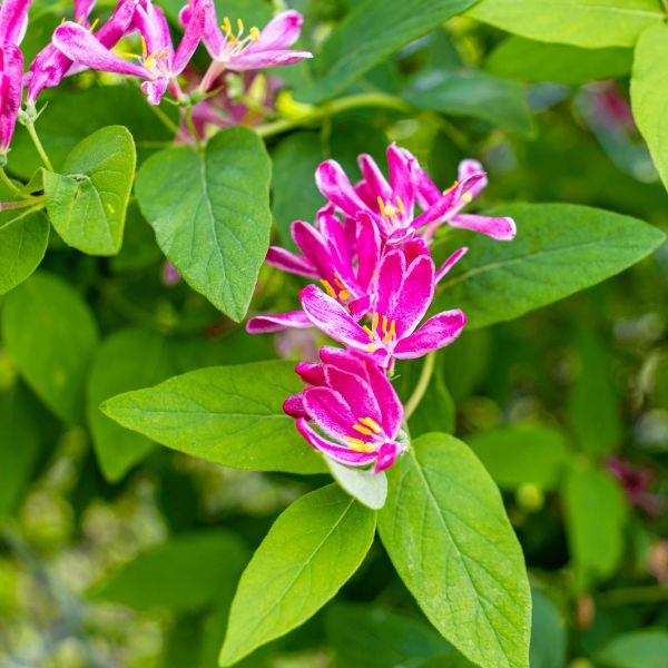 Bring Hummingbirds to Your Garden With These 7 Perennials