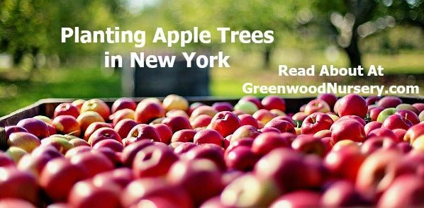 Planting Apple Trees New York