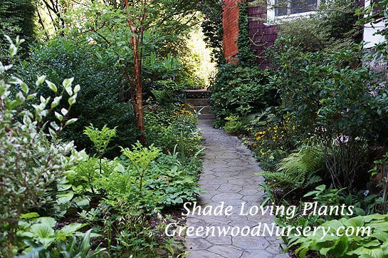 Why Plant Perennials In Your Garden