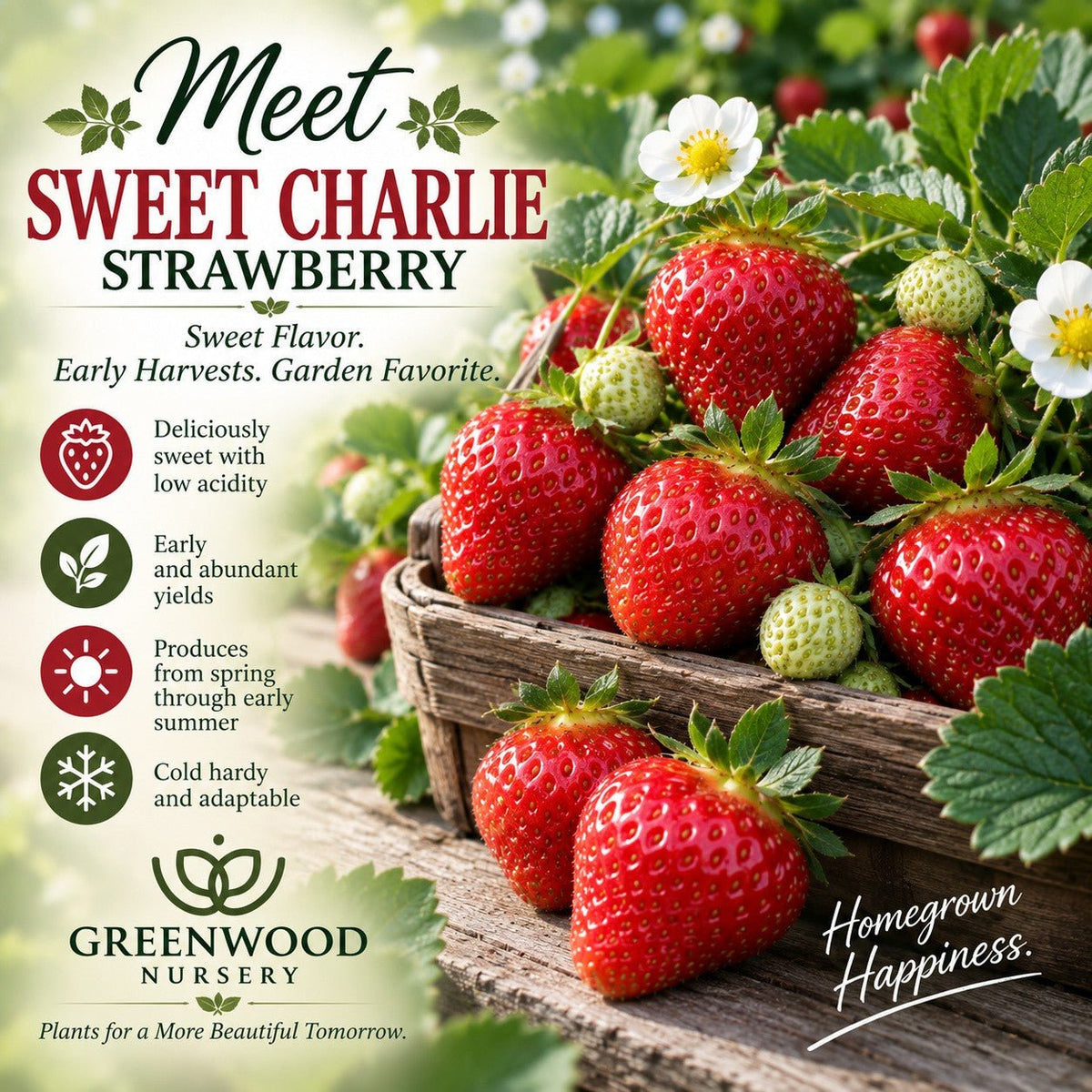 Rustic basket filled with ripe Sweet Charlie strawberries surrounded by green leaves and white blossoms, with text highlighting the variety’s sweet flavor, early abundant yields, long spring harvest window, and Greenwood Nursery branding.”
