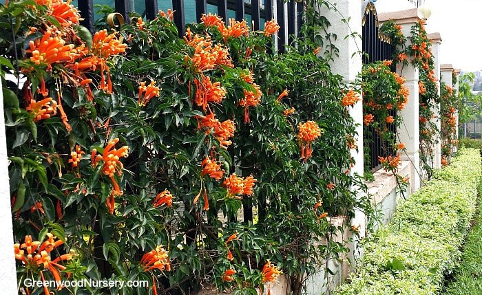 6 Best Vines To Grow On Fences | Greenwood Nursery
