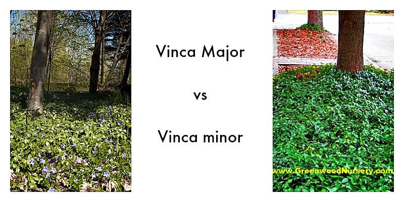 Vinca minor vs Vinca Major