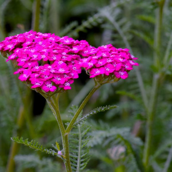 A berry good time to select delicious fruiting plants