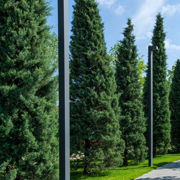 A Bog Garden turns wet area into beautiful feature