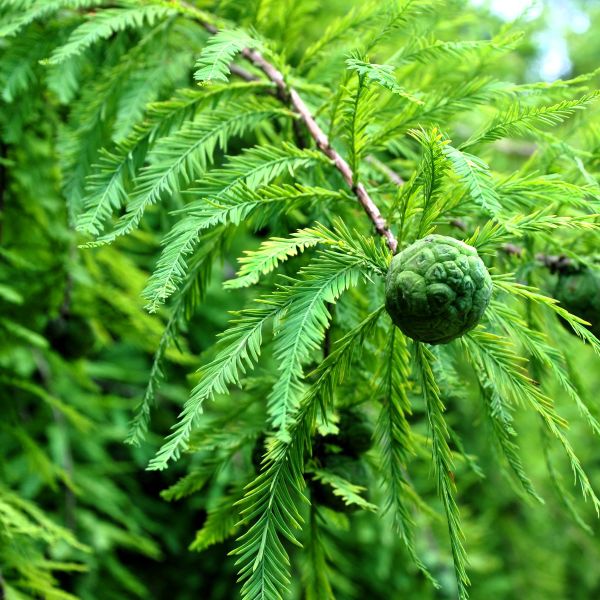 “Alien” slime mold invades mulch!