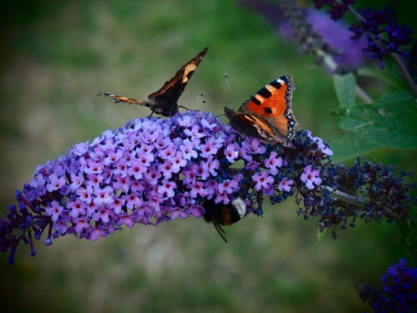 Create a Haven for Butterflies and Hummingbirds with Instant Butterfly Garden Package