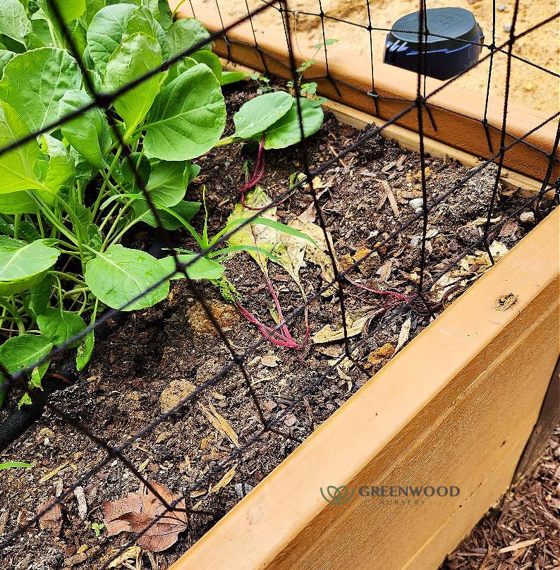 11 Plants to Help Keep Deer From Eating Your Tender Plants