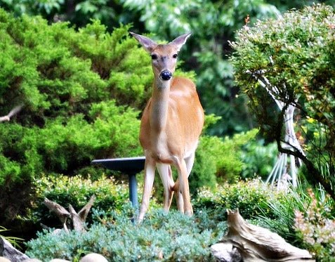 10 Plants For Your Landscape That Control Deer Damage