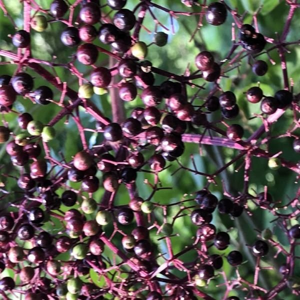 Best 8 Drought Tolerant Plants