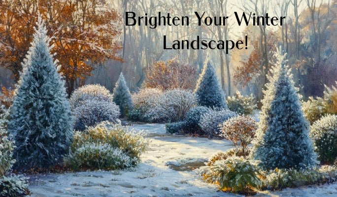 How to Brighten Your Winter Landscape