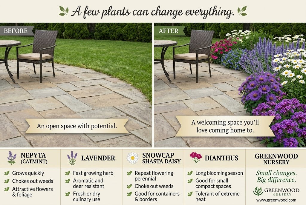 A 3:2 landscape infographic showcasing five summer garden perennials for Greenwood Nursery,