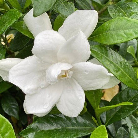 Nature and Garden Inspired Home Made Holiday Décor Ideas