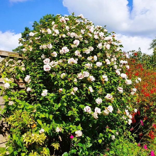 “Complement” your plants to create color harmony