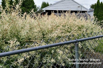 How to Pick the Right Tree for Your Yard | Greenwood Nursery