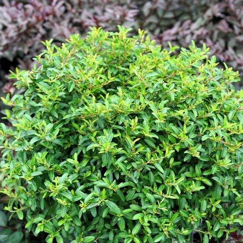 Free Online Gardening Courses