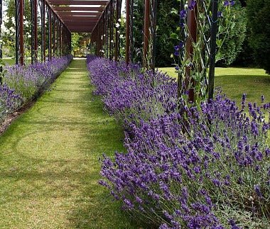 Plants for Grave Sites