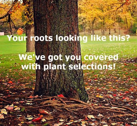 Down-to-Earth Groundcovers for Maple Trees