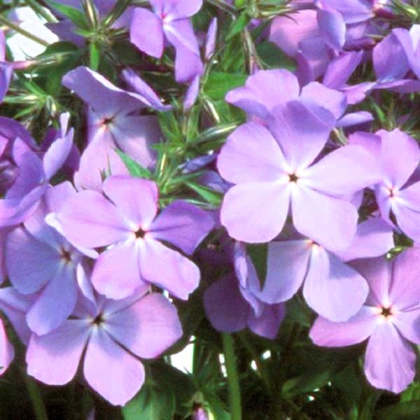 Ornamental grasses enhance and showcase your flowers and shrubs