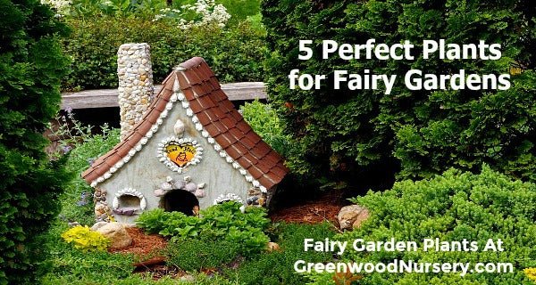 Create A Fairy Garden With These 5 Plants