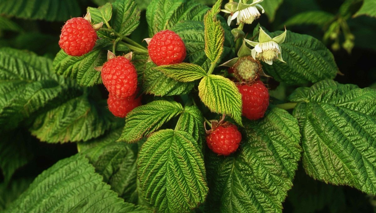 Fall Planting Strawberries