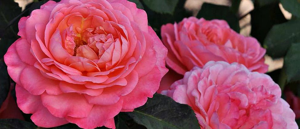 New Reminiscent Coral Rose - Dwarf Shrub Rose