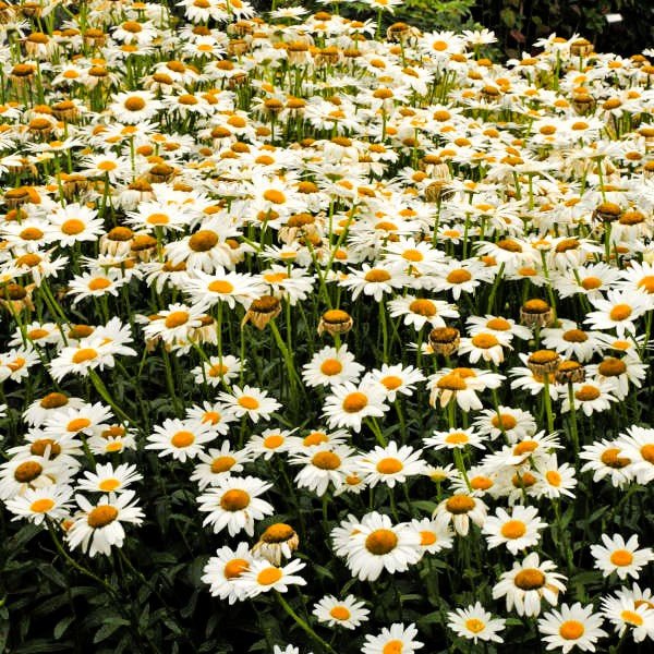 Ground Cover Basics for Erosion Control, Beautification, and Elegant Focal Points