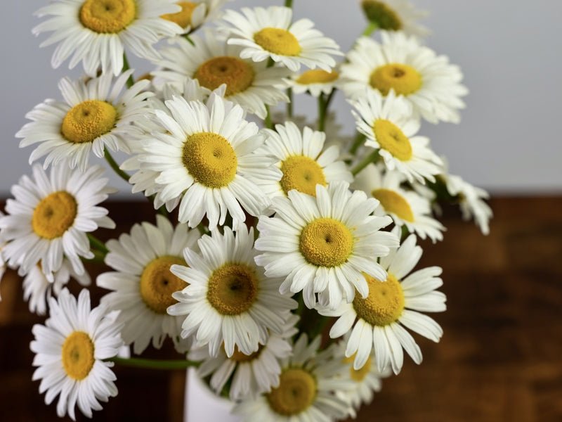 11 Flowering and 3 Filler Plants For Cut Flowers Throughout Summer