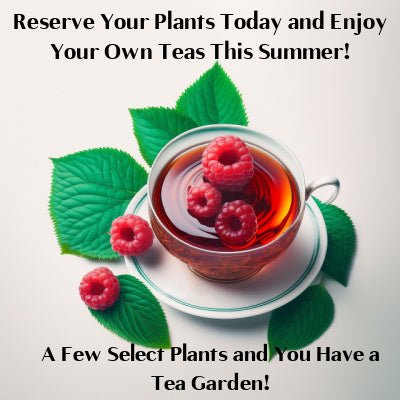 Garden-Fresh Teas: Your Guide to Growing Your Own Herbal Tea Garden