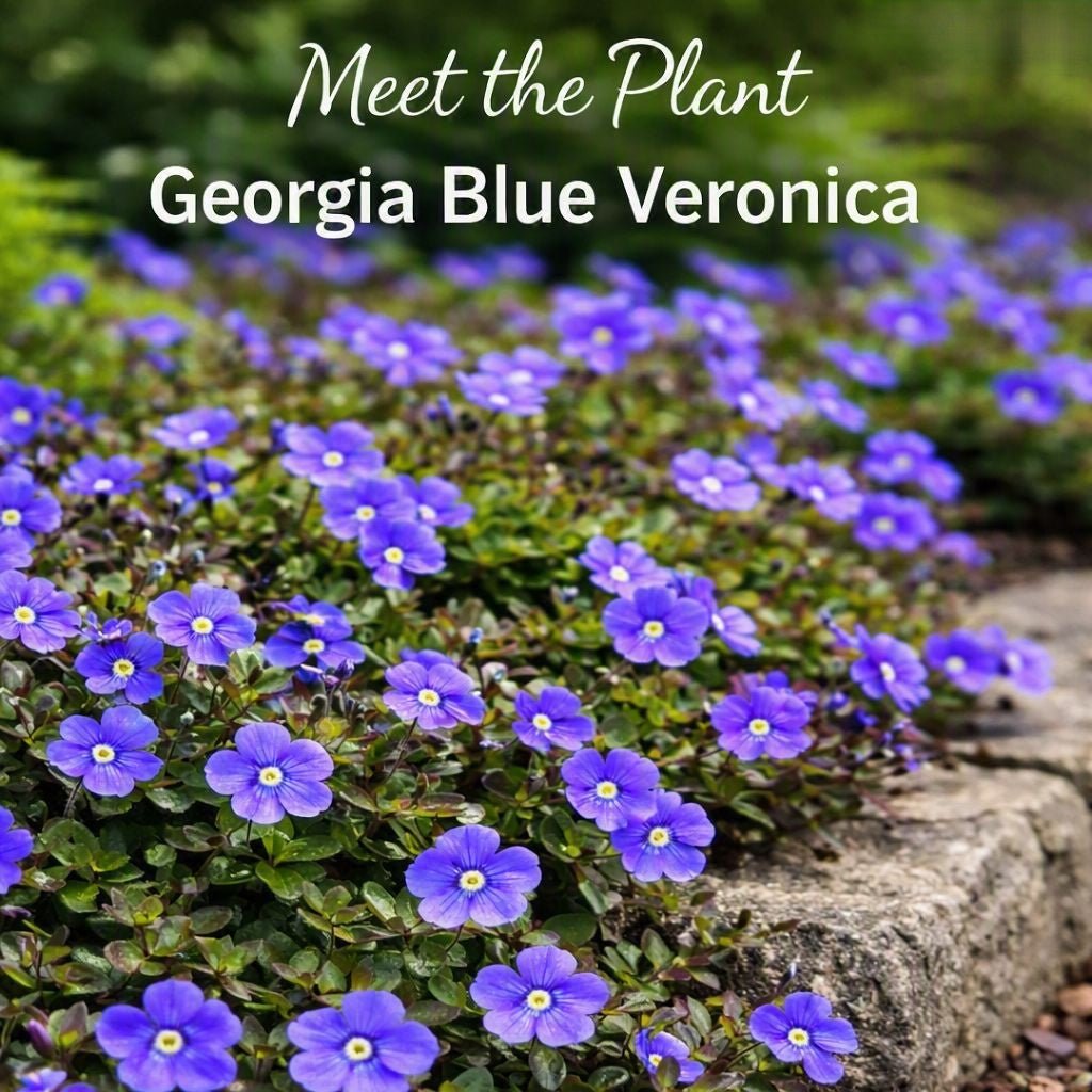 “Georgia Blue Veronica groundcover with vibrant blue flowers blooming along a stone border in a garden setting, labeled Meet the Plant Georgia Blue Veronica.”